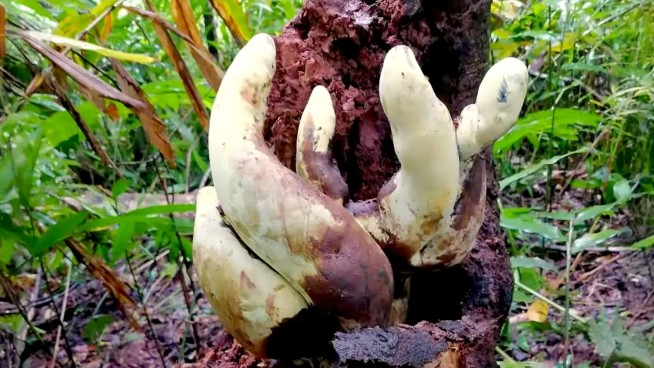 Researchers identify a giant new fungus in China’s Yunnan forests