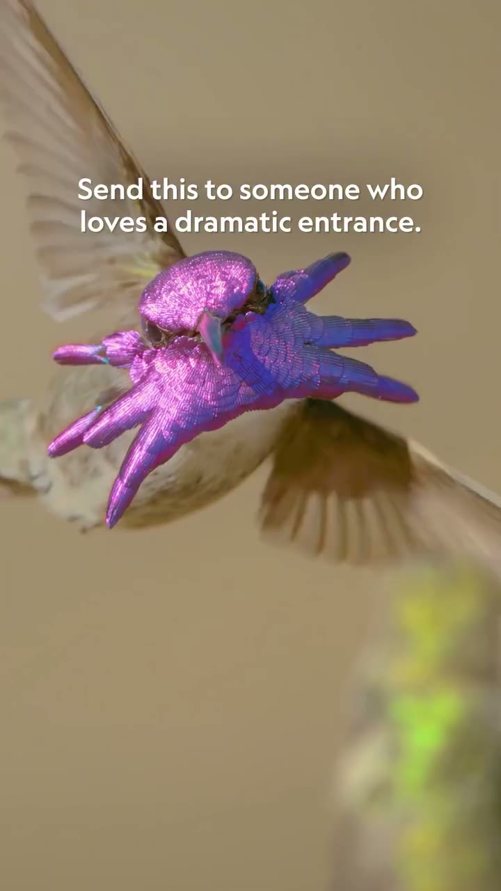 Costa's hummingbird shows off its vivid colors in new video clip
