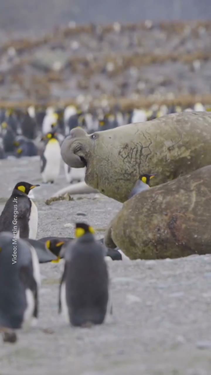 Southern elephant seals clash on South Georgia beaches during breeding season