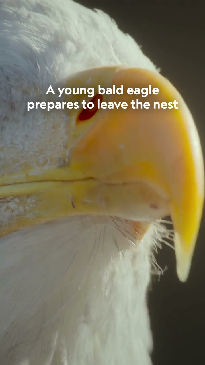 Young bald eagle takes first leap from the nest