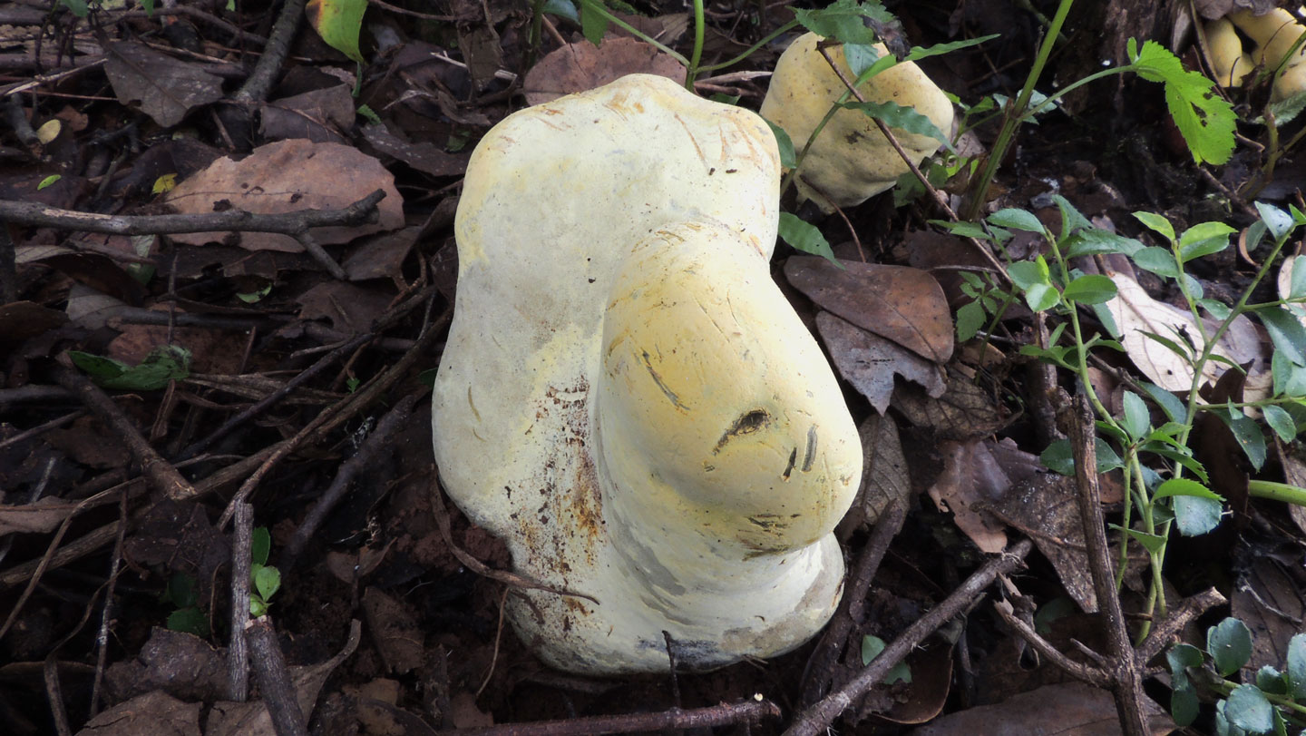 Huge fungus in China may belong to a new family that emerged after dinosaurs vanished