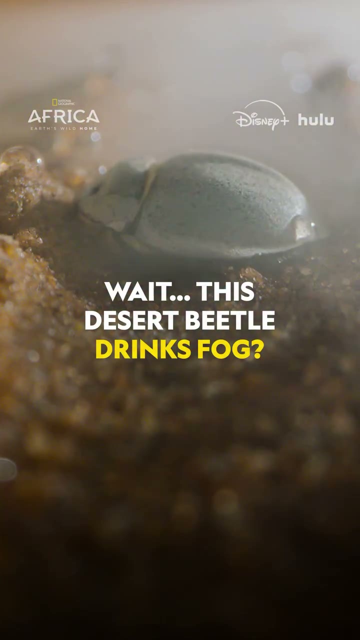 Desert beetle harvests moisture from passing fog overnight